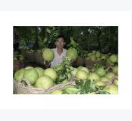 Trái cây Việt Nam vào các thị trường khó tính tăng gấp rưỡi
