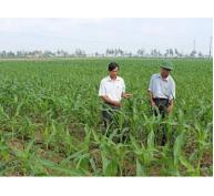 Mô hình trồng bắp trên đất lúa chuyển đổi cho lợi nhuận cao