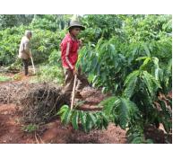 Bảo hiểm nông nghiệp chiếc phao của nông dân trồng cà phê
