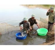 Nơi sản xuất, ương nuôi, lưu giữ giống thủy sản nước ngọt lớn nhất tỉnh Ninh Bình