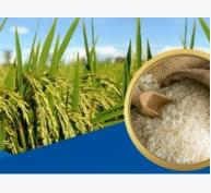 Việt Nam bất ngờ giảm mạnh xuất khẩu gạo