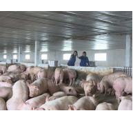 Quy hoạch lại chăn nuôi để chuẩn bị xuất khẩu thịt lợn