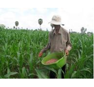 Các địa phương đã chuyển đổi 390.000ha lúa