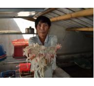 Formosa xả thải độc Nông dân sản xuất giỏi méo mặt