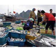 Đánh bắt, tiêu thụ hải sản 4 tỉnh: Lập bản đồ vùng biển cấm!