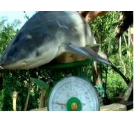 Giật mình bắt được cá mập nặng 4kg, dài gần cả mét