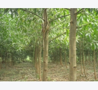 Kỹ thuật trồng rừng Keo lá Tràm