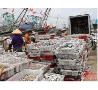 Nghệ An: Mùa chế biến cá cơm ở Hoàng Mai