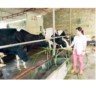 Nông dân rủ nhau mua bảo hiểm cho bò sữa