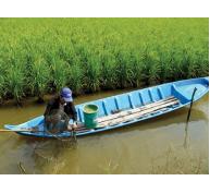 Đề án tôm, lúa: Nâng cao hiệu quả sản xuất của ngành nông nghiệp