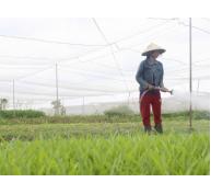 Ra ngoại ô Sài Gòn mở trang trại thuê đất trồng rau