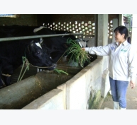 Chăn nuôi bò sữa theo mô hình VietGAP