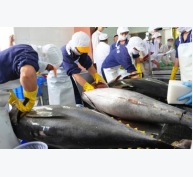 Xuất khẩu cá ngừ sang thị trường Pháp nhiều triển vọng