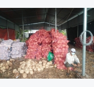 Giá dừa khô Bến Tre tăng kỷ lục