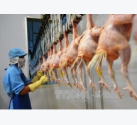 Cơ hội xuất khẩu thịt gà sang EU