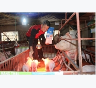 Hiệu quả từ chăn nuôi lợn theo tiêu chuẩn VietGAP