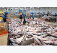 Xuất khẩu cá tra sang Mỹ giảm, chuẩn bị sẵn sàng cho vụ Đông