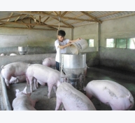Chăn nuôi lợn theo quy trình VietGAP: Góp phần đưa thực phẩm an toàn ra thị trường