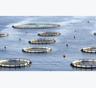 Iran: Sản lượng nuôi trồng thủy sản đứng đầu ở Trung Đông