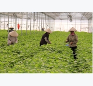 Mô hình trồng tía tô xanh xuất khẩu sang Nhật Bản