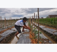 Trồng cà chua VietGAP lãi gấp 30 lần trồng lúa
