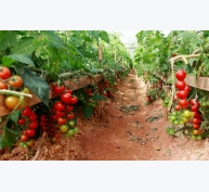 Hiệu quả từ mô hình trồng cà chua VietGAP