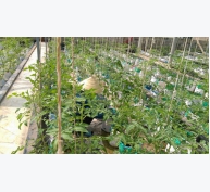 Làm giàu từ mô hình trồng cà chua theo tiêu chuẩn Vietgap