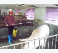 Hưng Yên: Chăn nuôi lợn theo quy trình VietGap giúp giảm dịch bệnh