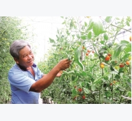 Độc đáo vườn cà chua trái cây