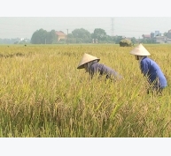 Mô hình trồng lúa VietGAP trên mảnh đất quan họ