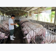 Quy trình thực hành chăn nuôi lợn theo VietGAHP