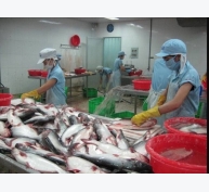 Một tháng “lao đao” của cổ phiếu DN xuất khẩu cá tra sang Mỹ