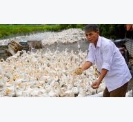 'Chúa vịt' đất Bắc sản xuất trứng sạch, lãi 3 tỷ đồng/năm