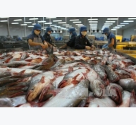 Thuế chống phá giá của Mỹ không ảnh hưởng đến xuất khẩu cá tra Việt Nam