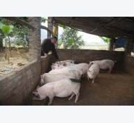 Hiệu quả mô hình chăn nuôi lợn VietGAP tại Hòa An