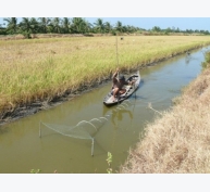 Cải tạo đồng ruộng sản xuất tôm - lúa nhằm thích ứng với biến đổi khí hậu
