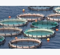 Tiềm năng đối với ngành nuôi trồng thủy sản toàn cầu