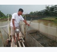 Bí quyết thành công của người có thâm niên 10 năm nuôi ếch Thái Lan
