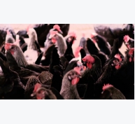 55.000 con gà đẻ trứng sạch đạt chuẩn VietGAP tại Nghệ An