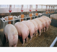 Kỹ thuật chọn lọc và chăn nuôi lợn cái hậu bị bố mẹ