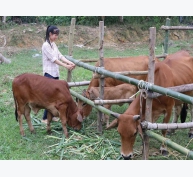 Thay đổi kỹ thuật nuôi bò: Dễ mà hiệu quả