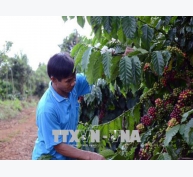 Nông dân Tây Nguyên chống rụng quả cho cây cà phê