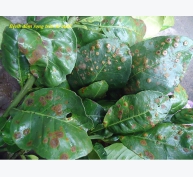 Phòng trừ bệnh đốm rong gây hại cây ăn trái trong mùa mưa