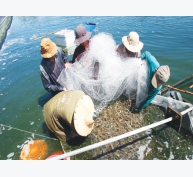 Phú Yên: Hiệu quả mô hình nuôi tôm