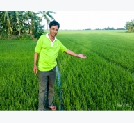 Giải pháp hiệu quả giảm lượng giống lúa gieo sạ vùng dự án