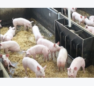 Nghiên cứu giúp phòng ngừa bệnh tai xanh ở lợn trong quá trình sinh sản
