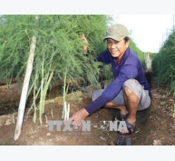 Trồng măng tây xanh trên đất cát cho hiệu quả kinh tế cao ở Ninh Thuận
