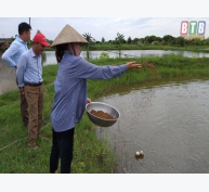 Thái Bình: Nuôi tôm không sử dụng kháng sinh, hóa chất