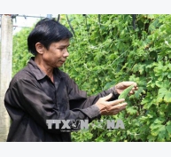 Mô hình nông nghiệp sạch, an toàn cho thu nhập cao của nông dân Nguyễn Văn Tấn