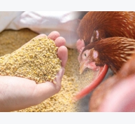 Tối ưu hoá sử dụng enzyme để giảm giá thành thức ăn chăn nuôi